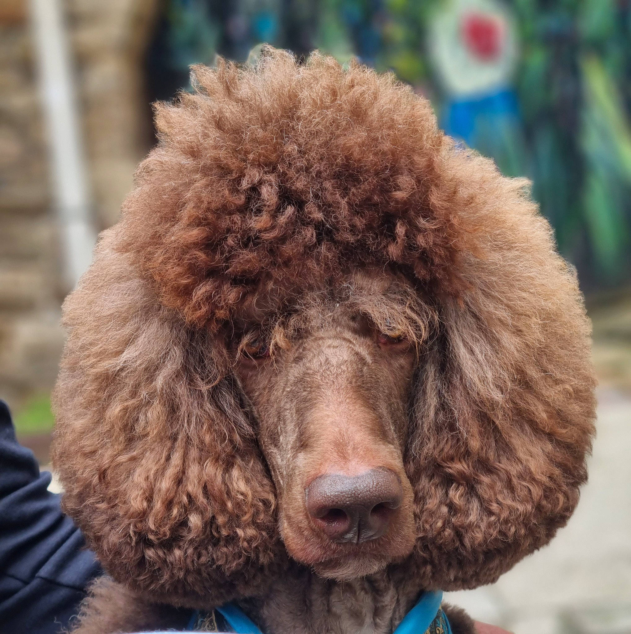 Oaxès participe au concours pour gagner de l'argent avec cette photo : canidae, cap, carnivore, companion_dog, dog, dog_breed, fawn, fur, hat, liver, poodle, snout, spaniel, sporting_group, standard_poodle, terrestrial_animal, toy_dog, water_dog, wildlife, working_animal