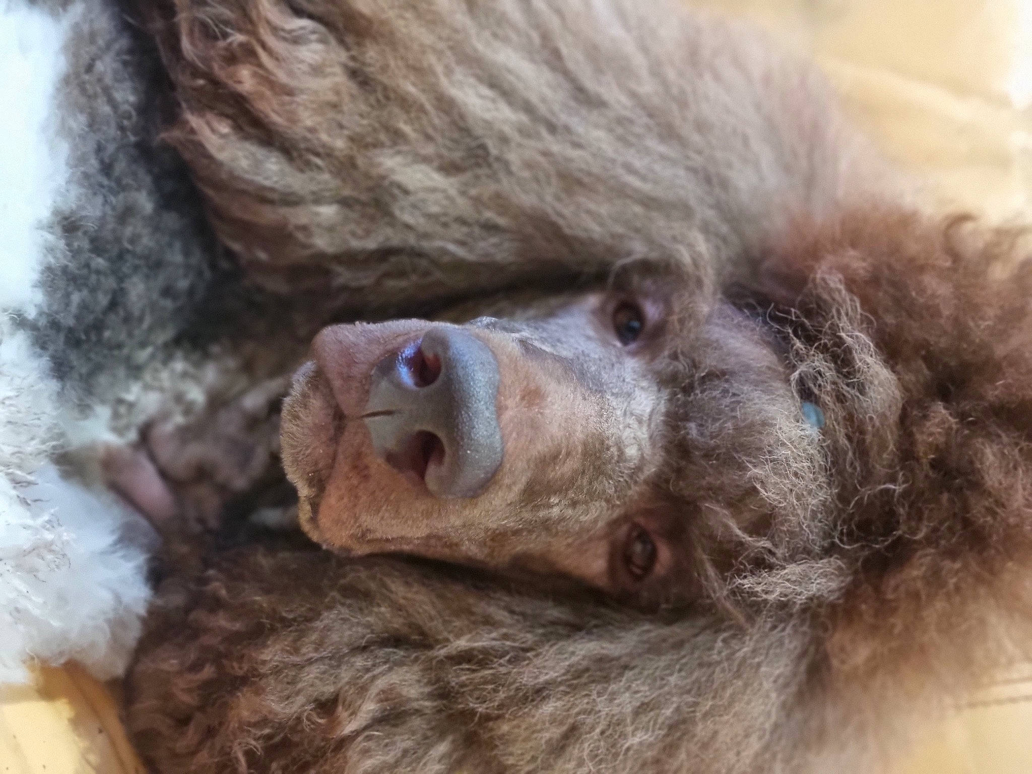 Oaxès a rejoint le concours — aidez-le/la à gagner de superbes lots ! close_up, dog_breed, ear, fur, liver, mammal, natural_material, primate, snout, sporting_group, terrestrial_animal, vertebrate, wildlife, wrinkle, zoo