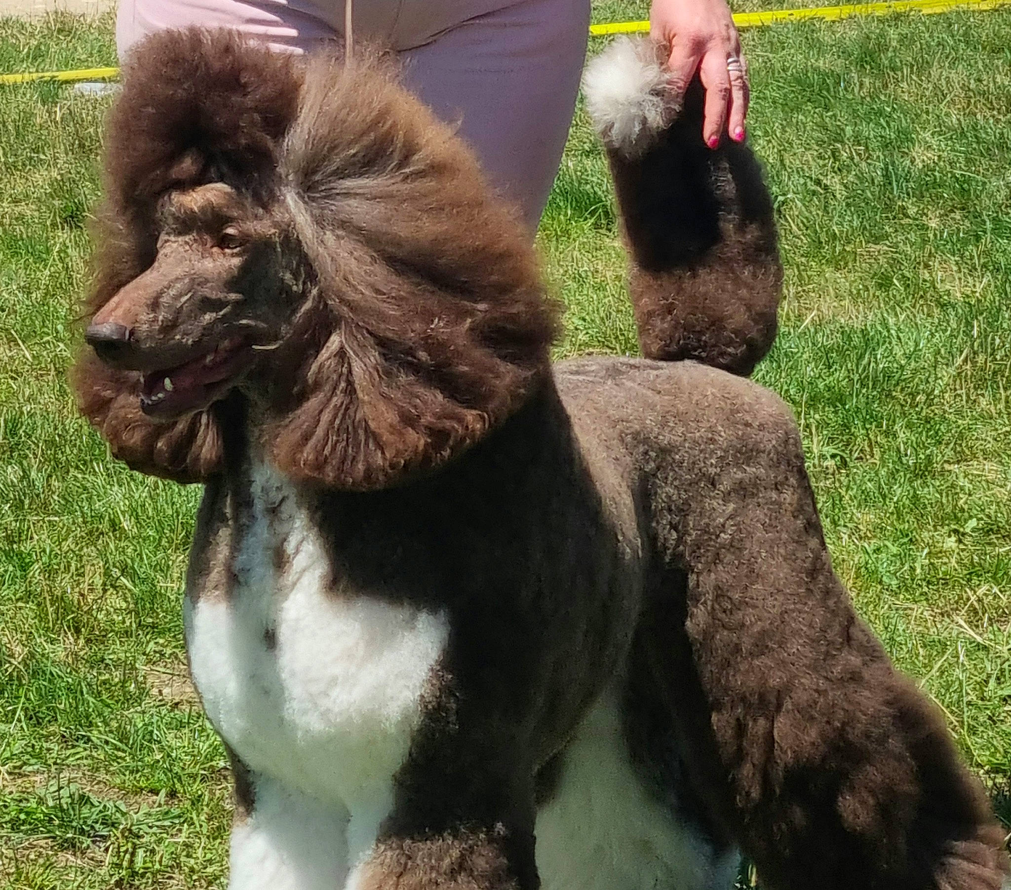 Oaxès participe au concours pour gagner de l'argent avec cette photo : camelid, canidae, companion_dog, dog_breed, fawn, foot, fur, goat, goats, grass, human_leg, liver, livestock, plant, sheep, snout, sporting_group, tail, terrestrial_animal, working_animal