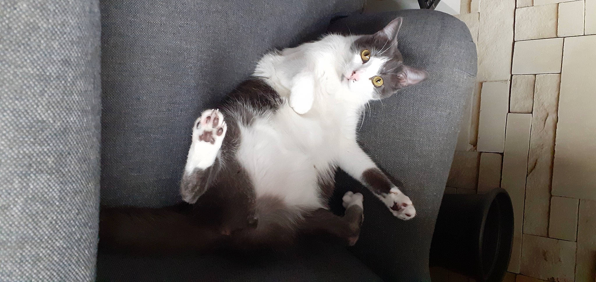 Zouille participe au concours pour gagner de l'argent avec cette photo : carnivore, cat, claw, domestic_short_haired_cat, eye, felidae, fur, grey, paw, small_to_medium_sized_cats, snout, tail, whiskers, wood