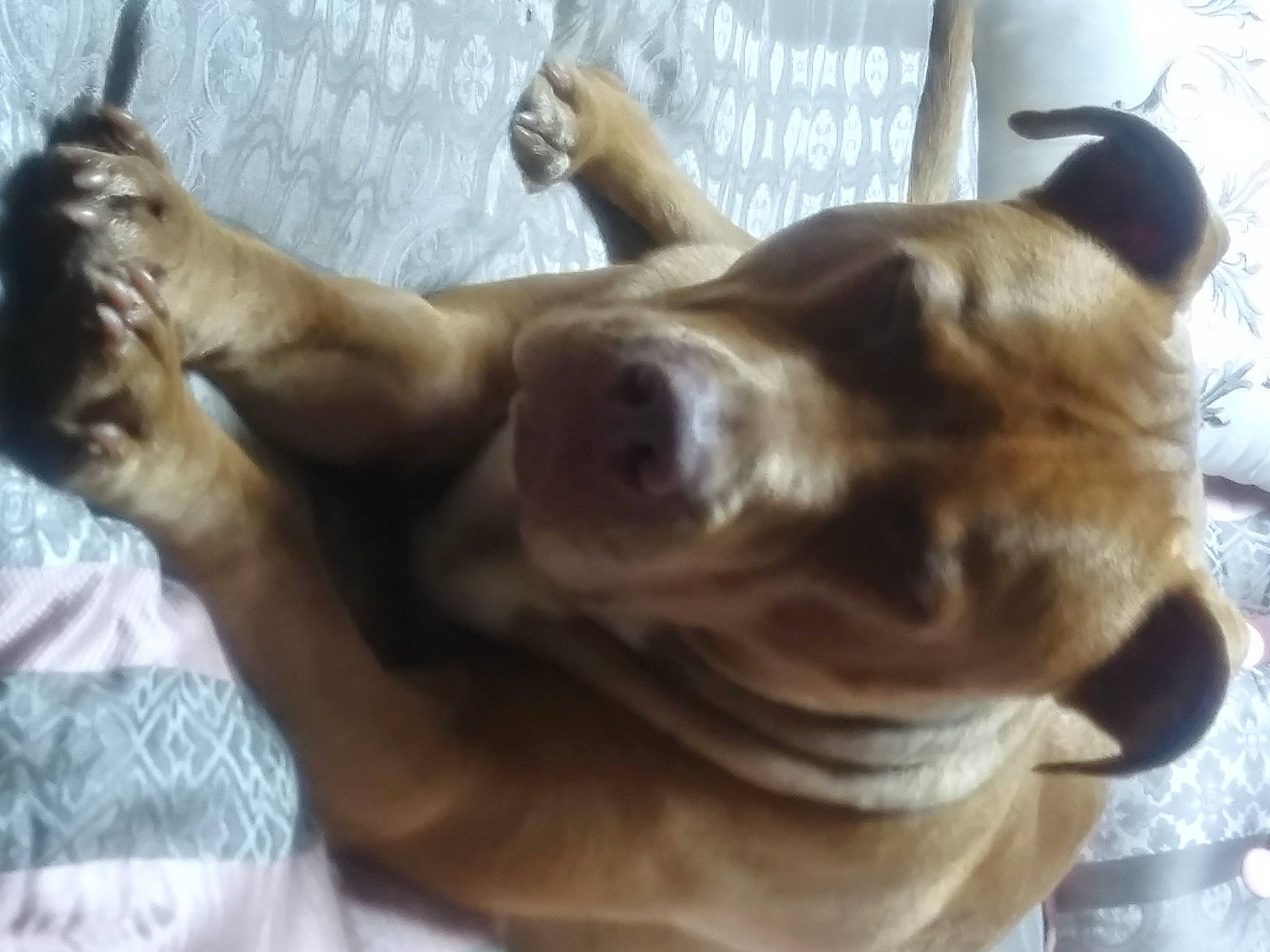 Duke is registered to the contest to win money with this photo: american_pit_bull_terrier, canidae, carnivore, companion_dog, dog, dog_breed, ear, fawn, guard_dog, mammal, non_sporting_group, pit_bull, snout