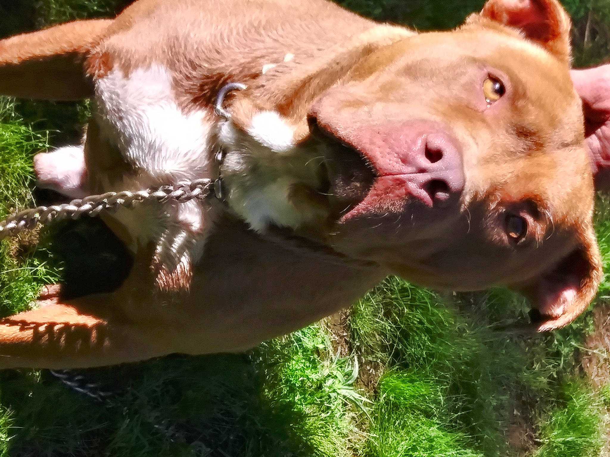 Duke joined the competition — help win amazing prizes! american_pit_bull_terrier, american_staffordshire_terrier, canidae, carnivore, dog, dog_breed, ear, fawn, grass, mammal, non_sporting_group, pit_bull, snout, sporting_group, vertebrate