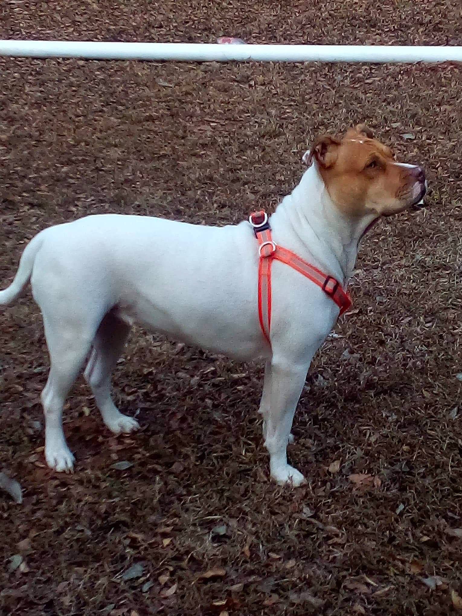 Ou Belle joined the competition — help win amazing prizes! canidae, carnivore, companion_dog, dog, dog_breed, feist, jack_russell_terrier, mammal, rare_breed_dog, russell_terrier, sporting_group, tail, treeing_feist, vertebrate