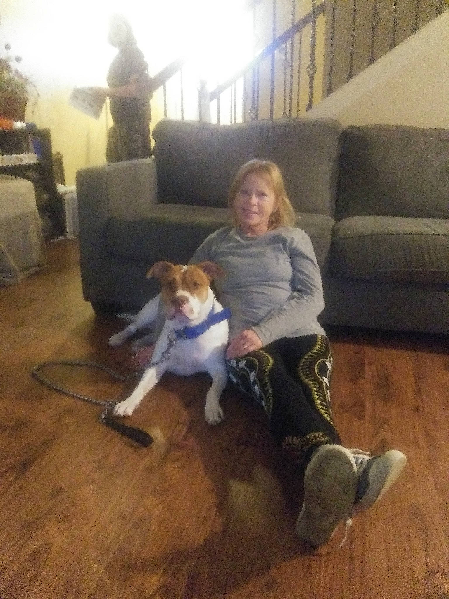 Ou Belle joined the competition — help win amazing prizes! canidae, carnivore, companion_dog, dog, dog_breed, fawn, floor, flooring, hardwood, laminate_flooring, leg, mammal, vertebrate, wood, wood_flooring