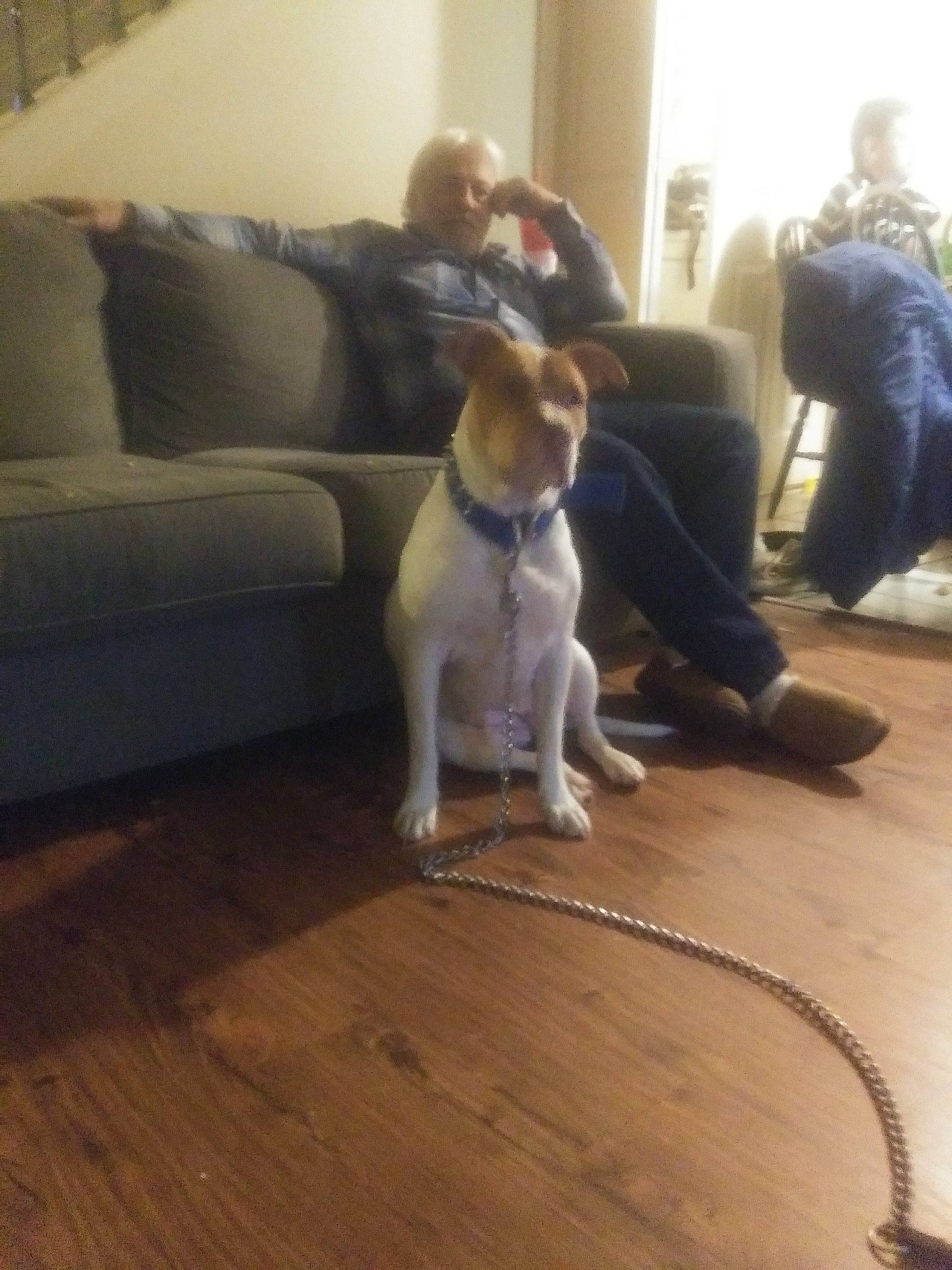 Ou Belle joined the competition — help win amazing prizes! american_pit_bull_terrier, canidae, carnivore, companion_dog, dog, dog_breed, fawn, floor, flooring, fox_terrier, hardwood, mammal, sporting_group, tail, vertebrate, wood, wood_flooring