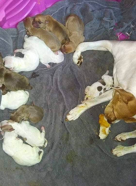 Ou Belle joined the competition — help win amazing prizes! canidae, fawn, oyster_mushroom