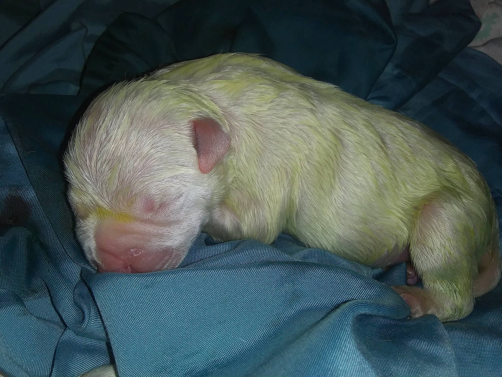 Big Boy joined the competition — help win amazing prizes! canidae, carnivore, dog, dog_breed, fawn, nap, non_sporting_group, puppy, sporting_group, toy_dog