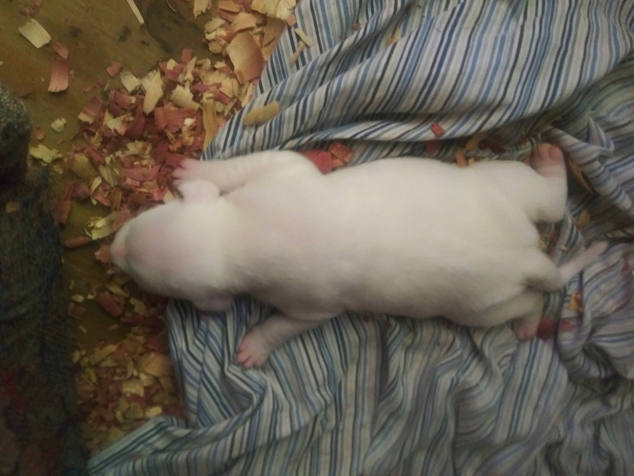 Big Boy joined the competition — help win amazing prizes! canidae, carnivore, cat, dog_breed, felidae, tail, whiskers