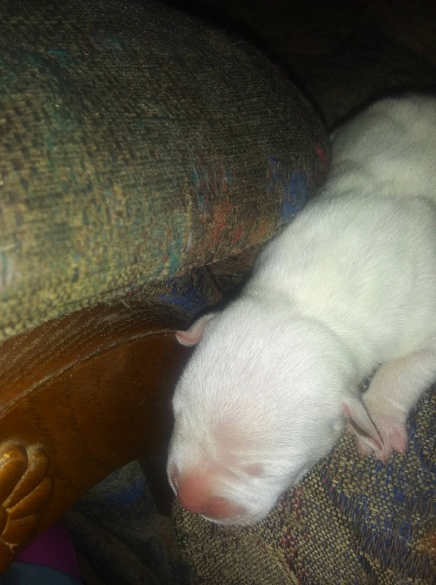 Big Boy joined the competition — help win amazing prizes! canidae, carnivore, dog, dog_breed, dogo_argentino, fawn, non_sporting_group, nose, puppy, tail