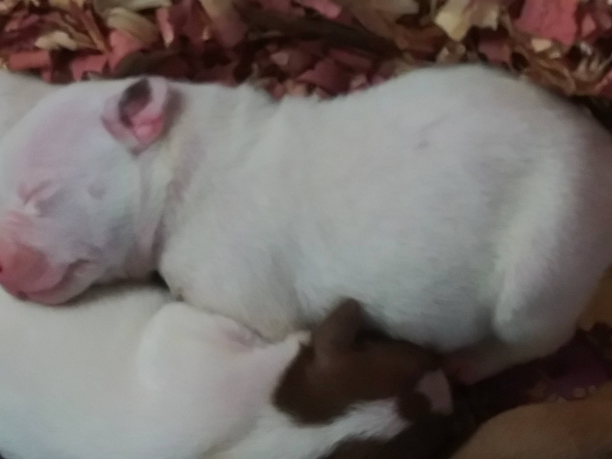 Big Boy joined the competition — help win amazing prizes! american_bulldog, bull_terrier, bulldog, canidae, carnivore, dog, dog_breed, dogo_argentino, fawn, french_bulldog, mammal, nap, non_sporting_group, old_english_bulldog, puppy, snout, toy_bulldog, valley_bulldog, vertebrate, white_english_bulldog