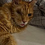 abyssinian, angora, animal, blanket, bodypart, cat, computer, couch, electronics, furniture, hardwood, kitten, laptop, manx, mouth, pc, person, pet, siamese, wood