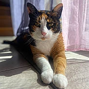 Câline a rejoint le concours — aidez-le/la à gagner de superbes lots ! cat, calico, sunlight, tile_floor, paws, curtains, indoor, pet, relaxed, feline, whiskers, ears, nose, shadow, window_light, closeup, animal, resting, home, cute