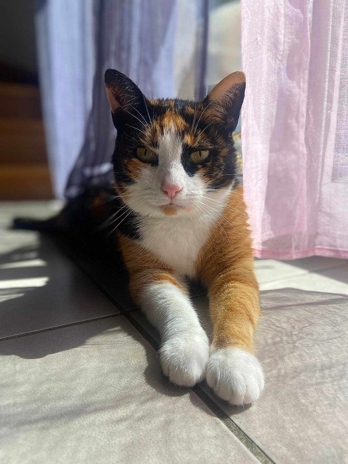 Câline a rejoint le concours — aidez-le/la à gagner de superbes lots ! cat, calico, sunlight, tile_floor, paws, curtains, indoor, pet, relaxed, feline, whiskers, ears, nose, shadow, window_light, closeup, animal, resting, home, cute