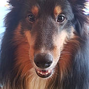 Dylan joined the competition — help win amazing prizes! dog, close_up, portrait, fluffy, ears, smiling, teeth, black_fur, brown_fur, white_fur, pet, animal, indoors, looking_at_camera, friendly, cute, canine, fur, face, nose