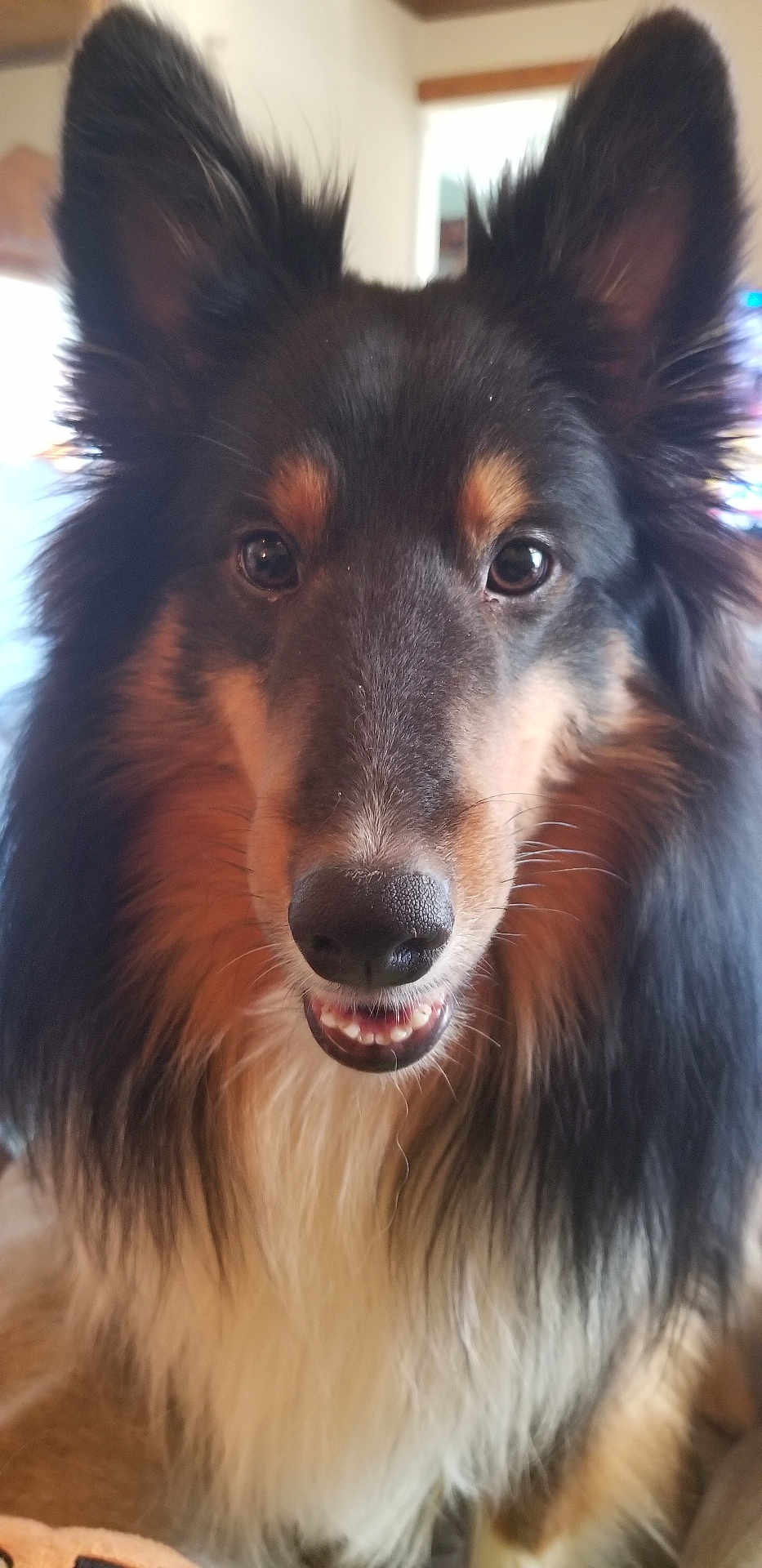 Dylan