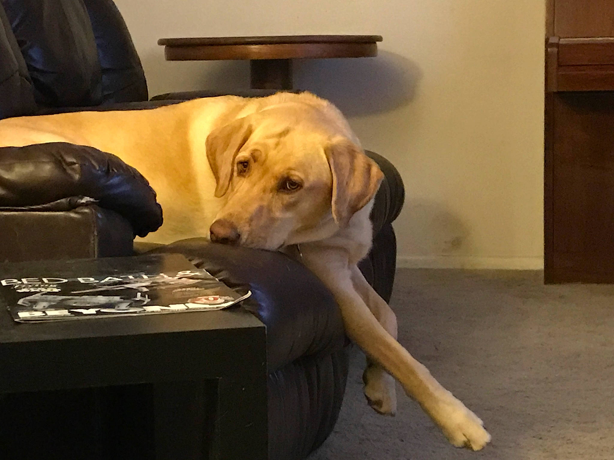 Dublynn is registered to the contest to win money with this photo: canidae, carnivore, chair, collar, comfort, companion_dog, desk, dog, dog_breed, dog_collar, dog_supply, fawn, flooring, fur, hardwood, sporting_group, table, whiskers, wood, working_animal