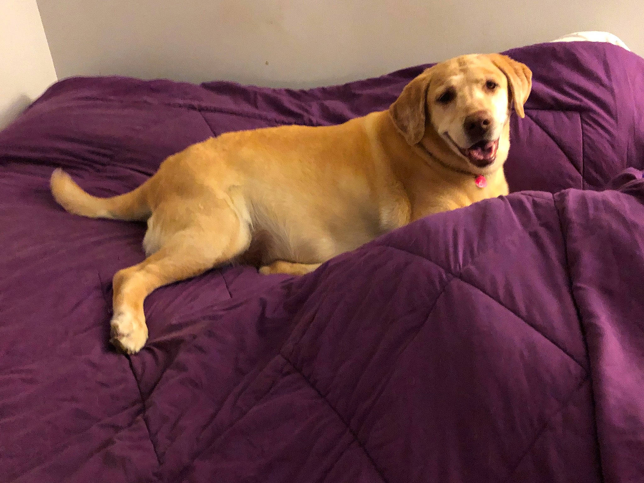 Dublynn joined the competition — help win amazing prizes! canidae, carnivore, comfort, companion_dog, couch, dog, dog_breed, dog_supply, fawn, flooring, fur, guard_dog, gun_dog, hardwood, retriever, snout, sporting_group, tail, tree, working_animal