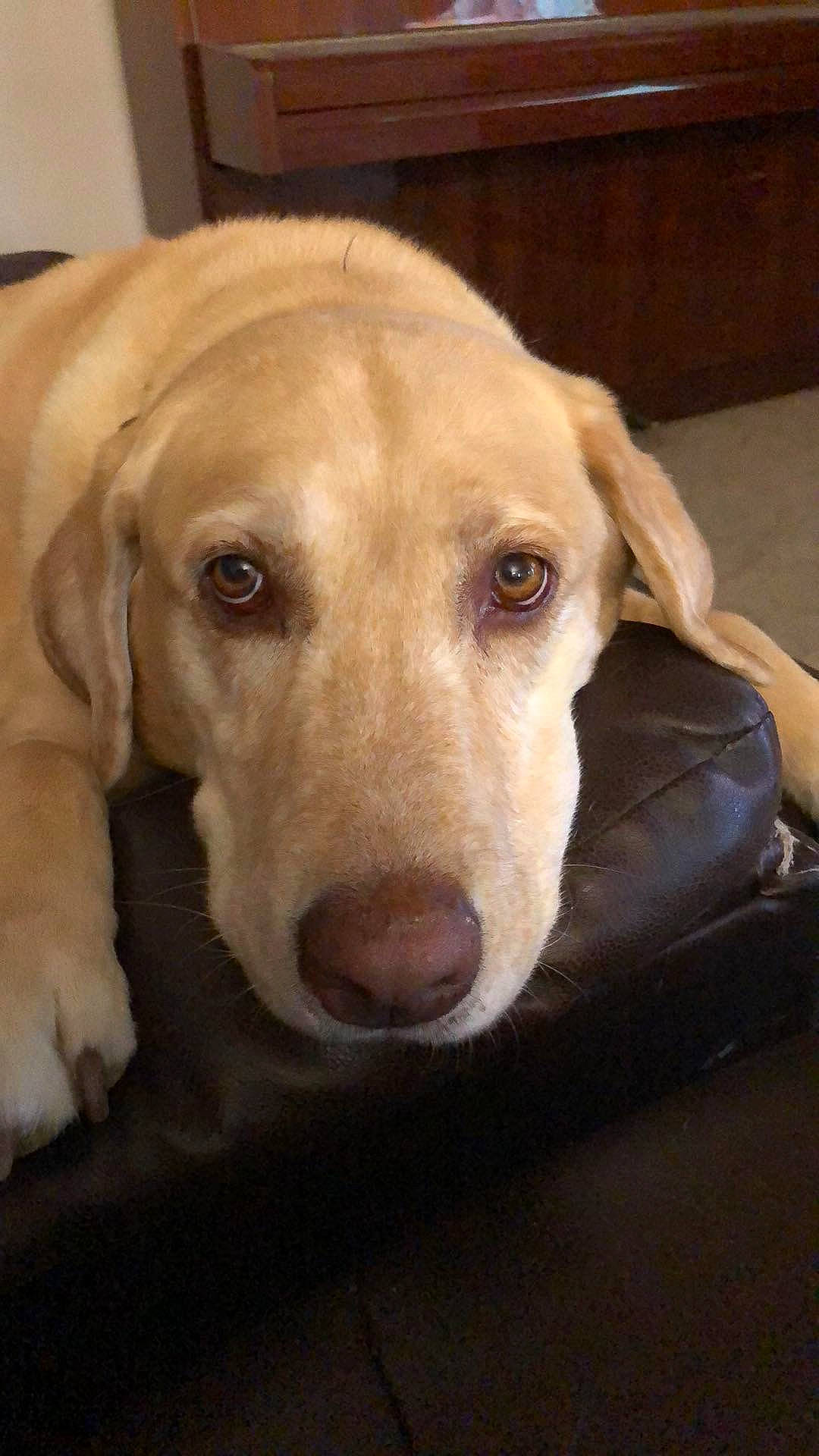 Dublynn joined the competition — help win amazing prizes! canidae, carnivore, companion_dog, dog, dog_breed, ear, fawn, fur, pet_supply, retriever, smile, snout, sporting_group, terrestrial_animal, whiskers, wood, working_animal