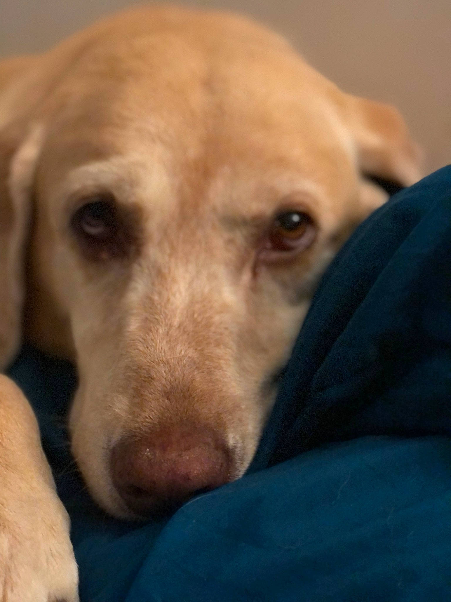 Dublynn is registered to the contest to win money with this photo: canidae, carnivore, comfort, companion_dog, dog, dog_breed, ear, fawn, fur, jaw, labrador_retriever, liver, nose, retriever, selfie, snout, sporting_group, terrestrial_animal, whiskers, working_animal