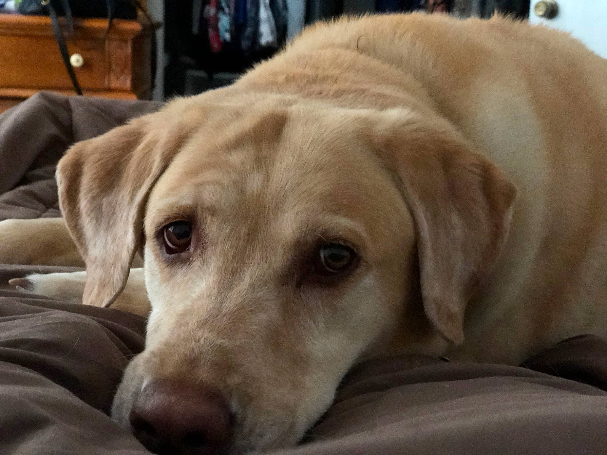 Dublynn joined the competition — help win amazing prizes! bag, bored, cabinetry, canidae, carnivore, chest_of_drawers, collar, comfort, companion_dog, dog, dog_breed, drawer, fawn, fur, luggage_and_bags, natural_material, snout, sporting_group, whiskers, working_animal