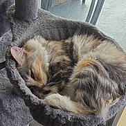 Nala a rejoint le concours — aidez-le/la à gagner de superbes lots ! cat, sleeping, cozy, furry, pet, indoor, window, hammock, gray, fur, resting, cute, animal, relaxing, home, cat_tree, soft, curled_up, domestic, quiet