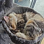 cat, sleeping, cozy, furry, pet, indoor, window, hammock, gray, fur, resting, cute, animal, relaxing, home, cat_tree, soft, curled_up, domestic, quiet