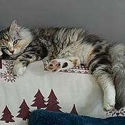 Nala a rejoint le concours — aidez-le/la à gagner de superbes lots ! animal, cat, couch, cozy, cute, domestic_animal, feline, fluffy, fur, home, indoor, lazy, lying_down, patterned_couch, paw, pet, relaxed, resting, sleepy, tail