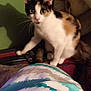 Sugar joined the competition — help win amazing prizes! alert, animal, blanket, calico_cat, cat, cozy, curious, cute, domestic, ears, fur, furniture, green_wall, indoor, patterned_blanket, pet, shadow, suitcase, whiskers, wide_eyes