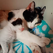 Sugar joined the competition — help win amazing prizes! animal, black_and_white, blanket, calico, cat, closeup, cozy, cute, domestic, feline, fur, indoor, kitten, paw, pet, pink_nose, resting, sleeping, snuggling, whiskers