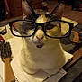 Sugar joined the competition — help win amazing prizes! black, brown, cat, closeup, curious, cute, domestic, ears, face, feline, front_view, fur, glasses, hairbrush, indoor, notebook, pet, table, whiskers, white