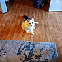 animal, canine, cat, clothing, dog, footwear, hardwood, hare, homedecor, indoors, interiordesign, manx, pet, plywood, rabbit, rodent, rug, shoe, stainedwood, wood