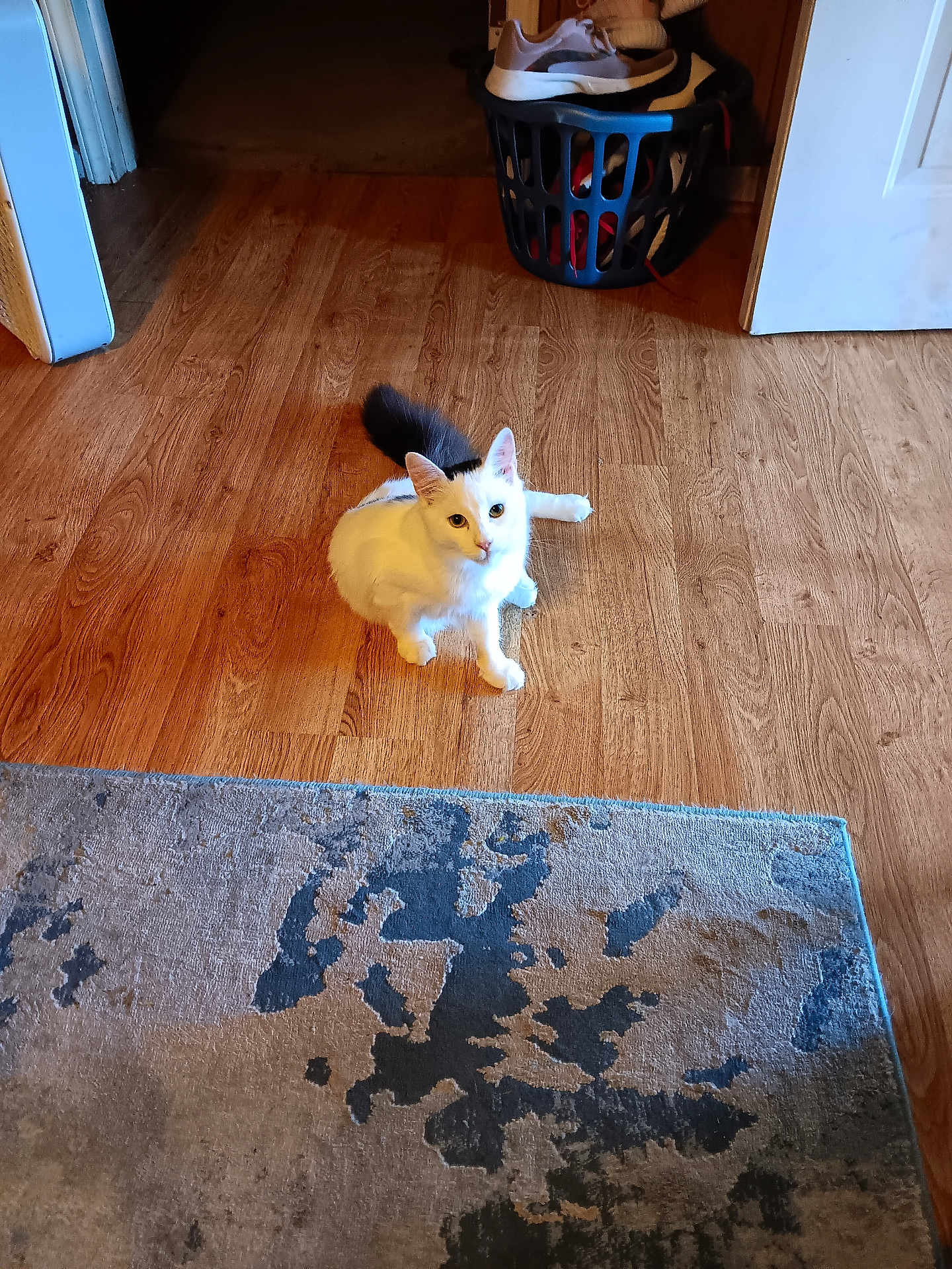 Boy