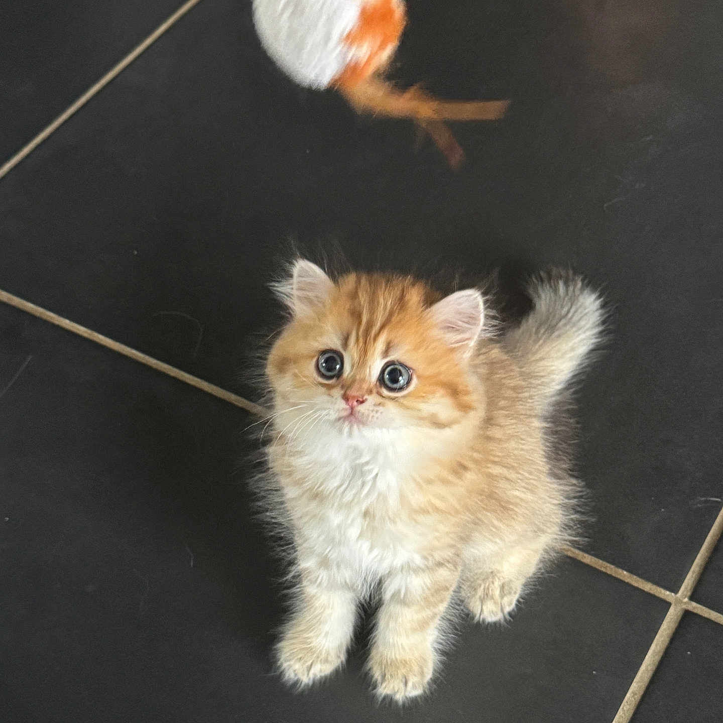Aiko a rejoint le concours — aidez-le/la à gagner de superbes lots ! animal, cat, curious, cute, feline, floor, fluffy, fur, indoor, kitten, looking_up, orange_cat, pet, playful, small, tail, tile_floor, toy, whiskers, young