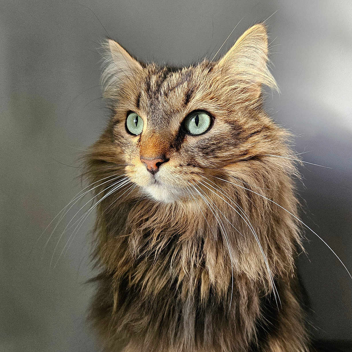 Scoop participe au concours pour gagner de l'argent avec cette photo : abyssinian, angora, animal, cat, kitten, manx, pet