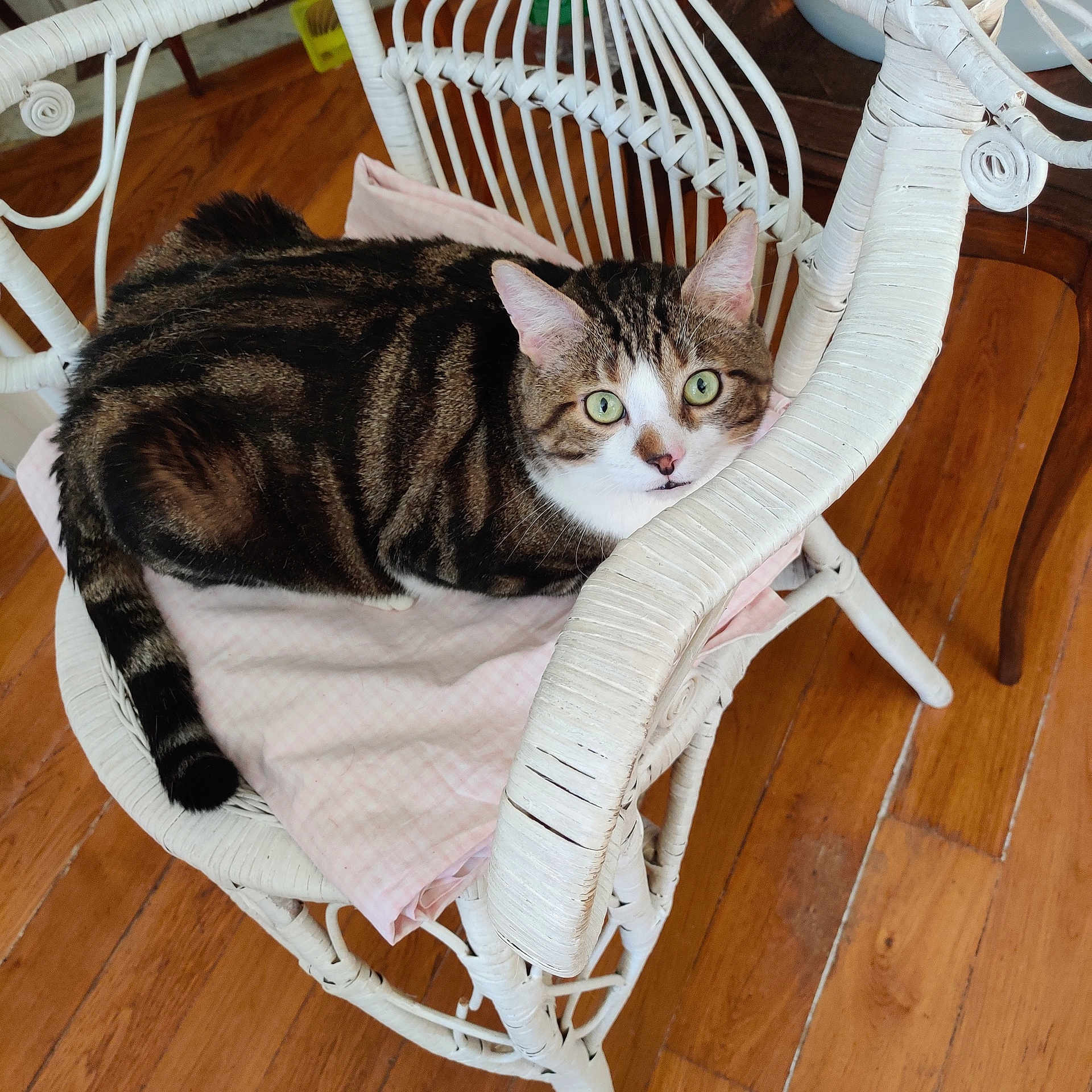 Loulou a rejoint le concours — aidez-le/la à gagner de superbes lots ! animal, cat, cozy, curious, domestic_cat, ears, feline, fur, green_eyes, household, indoor, pet, pink_cloth, relaxed, striped, tabby, tail, whiskers, wicker_chair, wooden_floor