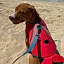 Chico joined the competition — help win amazing prizes! dog, beach, sand, ocean, waves, life_jacket, red, leash, sunny, pet, water, outdoor, playful, canine, summer, vacation, fun, animal, coast, recreation