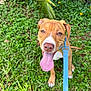 Chico is registered to the contest to win money with this photo: puppy, dog, leash, tongue_out, grass, greenery, outdoor, pet, happy, young_dog, nature, close_up, canine, animal, playful, summer, cute, brown_dog, white_markings, eyes