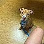 dog, brown_dog, leash, collar, wooden_floor, indoor, pet, animal, canine, looking_up, floor, brown, blue, person_leg, paw, cute, alert, domestic, young_dog, sitting