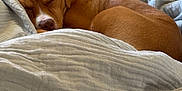 Chico is registered to the contest to win money with this photo: dog, sleeping, bed, blanket, brown_dog, cozy, indoor, furniture, dresser, resting, pet, canine, nap, comfort, domestic, animal, fur, peaceful, curled_up, relaxation