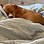 dog, sleeping, bed, blanket, brown_dog, cozy, indoor, furniture, dresser, resting, pet, canine, nap, comfort, domestic, animal, fur, peaceful, curled_up, relaxation
