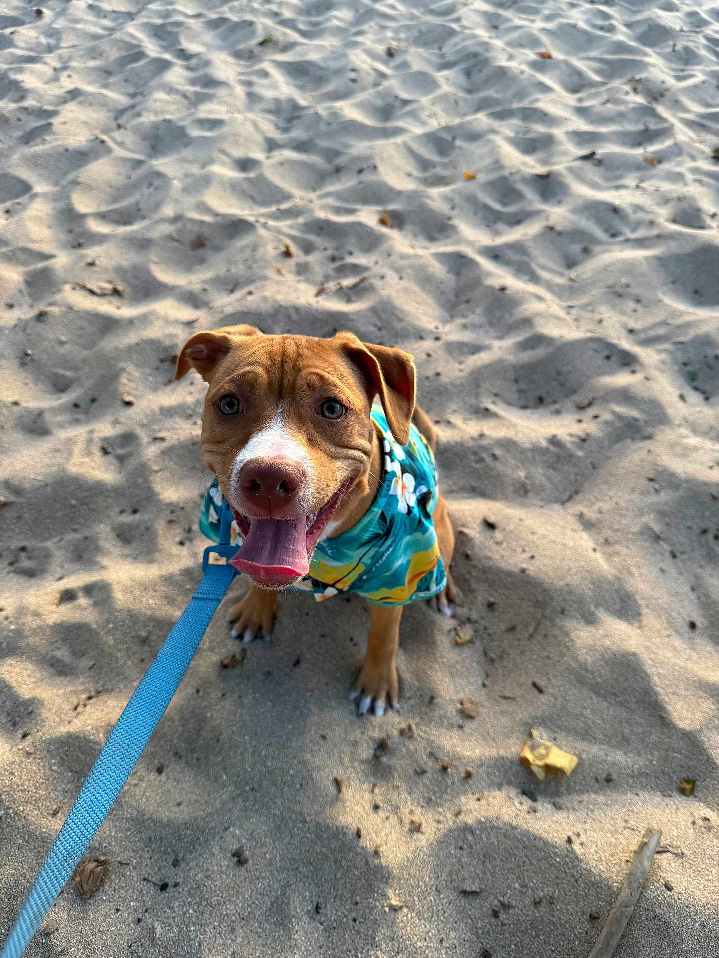 Chico is registered to the contest to win money with this photo: dog, puppy, sandy_ground, leash, hawaiian_shirt, tongue_out, happy, pet, outdoor, summer, cute, canine, animal, playful, sunlight, beach, smiling, fur, ears, collar