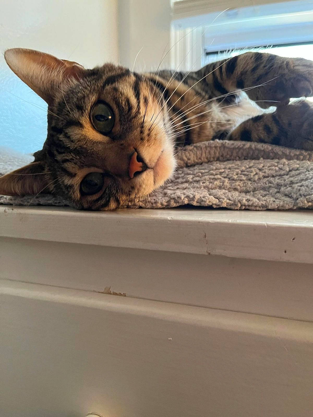 Rukia joined the competition — help win amazing prizes! carnivore, cat, claw, comfort, domestic_short_haired_cat, door, felidae, fur, metal, paw, rectangle, room, small_to_medium_sized_cats, snout, square, tail, whiskers, window, wood