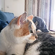 Maya a rejoint le concours — aidez-le/la à gagner de superbes lots ! cat, calico, indoor, feline, pet, closeup, fur, side_profile, whiskers, relaxed, couch, home, cozy, background, decor, wall, soft_light, animal, mammal, domestic