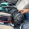 Tuffy is registered to the contest to win money with this photo: dog, black_dog, car_interior, passenger_seat, upside_down, smiling_dog, pet, hand, scratching, wallet, face_mask, seatbelt, fabric, window, door_panel, center_console, casual, relaxed, road_trip, animal