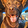 Tuffy joined the competition — help win amazing prizes! dog, pet, animal, canine, tongue_out, chain_collar, inside_car, sunlight, ears_up, close_up, happy, brown_fur, vehicle_interior, window, steering_wheel, daylight, smiling, portrait, furry, companion