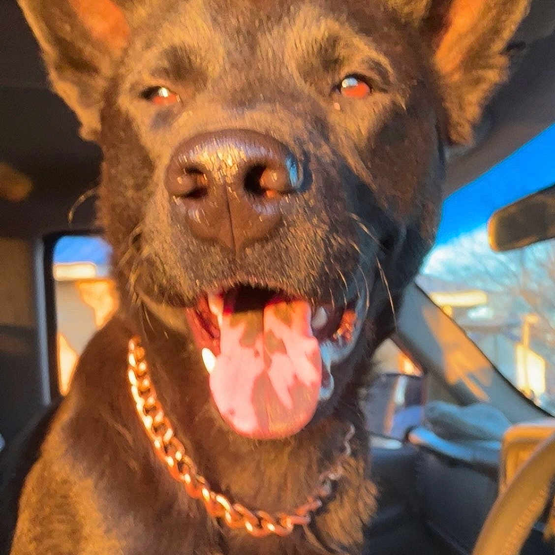 Tuffy joined the competition — help win amazing prizes! dog, pet, animal, canine, tongue_out, chain_collar, inside_car, sunlight, ears_up, close_up, happy, brown_fur, vehicle_interior, window, steering_wheel, daylight, smiling, portrait, furry, companion