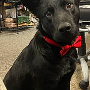 Tuffy joined the competition — help win amazing prizes! dog, black_dog, bow_tie, pet, indoor, carpet, chair, furniture, head_tilt, curious, attentive, red_bow_tie, animal, domestic_animal, floor, decor, office_chair, bag, shelf, indoors