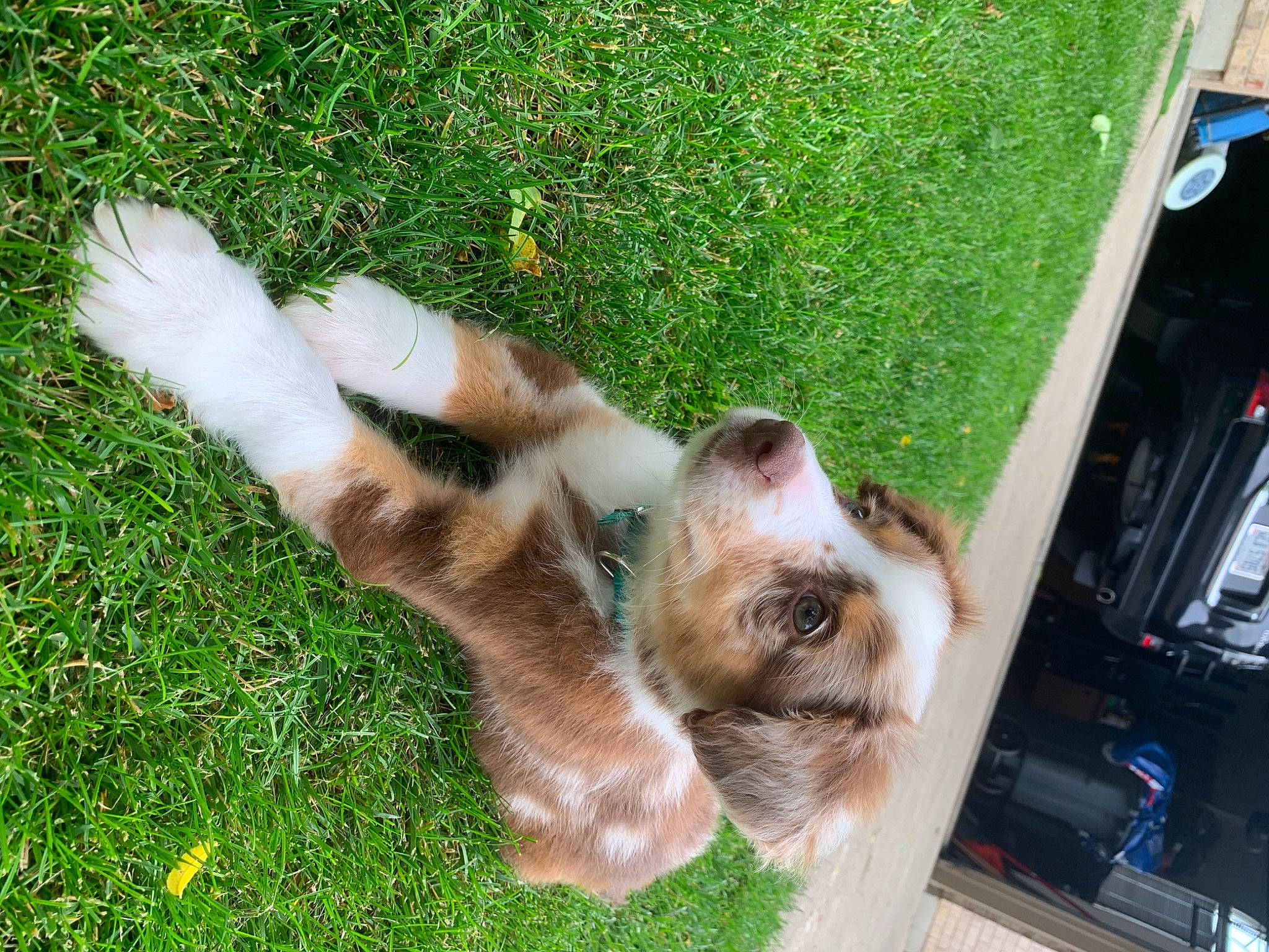 Emi joined the competition — help win amazing prizes! carnivore, companion_dog, dog, dog_breed, fawn, felidae, fur, grass, groundcover, human_leg, paw, plant, small_to_medium_sized_cats, snout, sporting_group, tail, vehicle, vehicle_door, whiskers, window