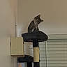 Frankie is registered to the contest to win money with this photo: animal, cat, cat_tree, cozy, curious, cute, domestic_animal, feline, furniture, head_tilt, home, indoor, lamp, pet, pet_accessory, resting, scratching_post, sitting, tabby_cat, window_blinds