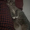 Frankie is registered to the contest to win money with this photo: bed, blanket, cat, comfort, cozy, domestic_animal, feline, home, indoor, lying_down, person, pet, plaid_pants, relaxed, resting, sleepy, socks, soft_lighting, striped, tabby_cat